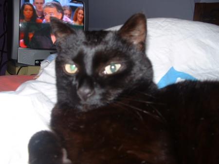 mon chat !!!!